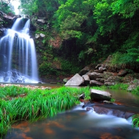 Forest waterfall