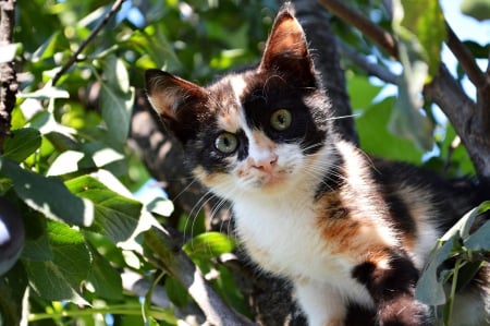 good morning :) - good, morning, tree, cat