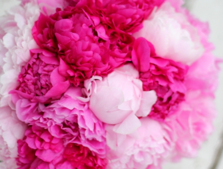 Peony - flowers, pink flowers, flower, Peony, pink, Pink  Peony, pink flower