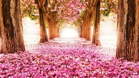 Spring Blossoms - trees, sunlight, road, spring, alley, petals, leaves, colors, sea