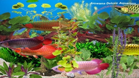 Arowana Deluxe Aquarium - corals, golden arowana, ocean, beach, tropical, pets, natures, arowana, fish