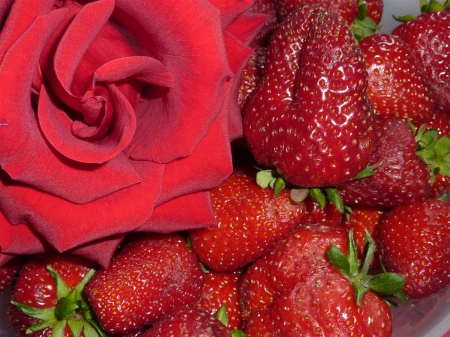 ~ â™¥áƒ¦  Rose & Strawberries áƒ¦â™¥ ~ - strawberries, fruits, flowers, still life, red rose