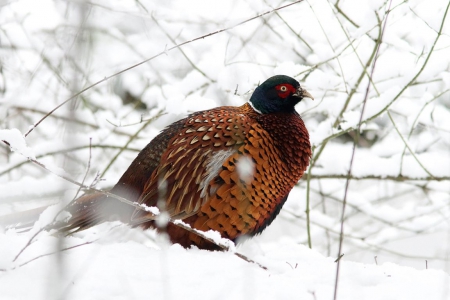 Colours in the snow - abstract, birds, winter, pheasant, photography, snow, forest, sweet, colours, nature, cute, animals, wildlife, wild, wallpaper