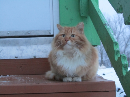 Cat - paws, face, pretty, cute, animals, beauty, beautiful, sweet, cat, sleeping, kitty, cats, kitten, hat, lovely, cat face