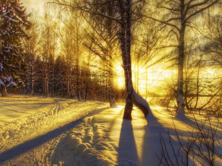 Shadows - sunrays, trees, winter, landscape, snow, sun