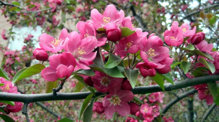 Cherry Blossoms - twigs, spring, colors, tree