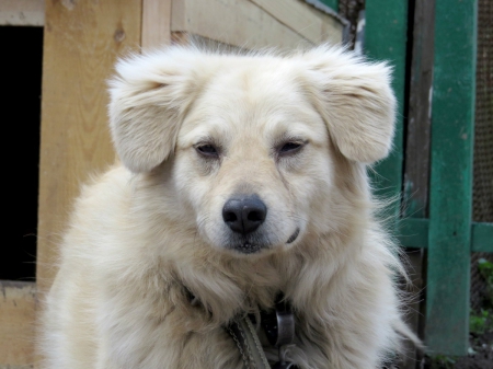 Adorable Dog - Dog, face, furry dog, Floppy ears