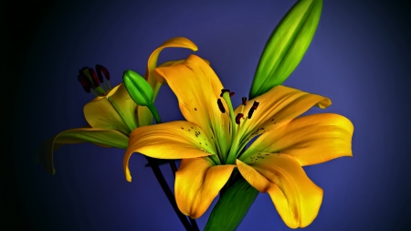 Flower - beautiful, flower, yellow, green