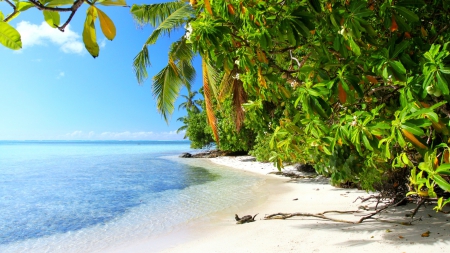 Namua Island, Samoa - ocean, beach, trees, paradise, pacific, palms, beautiful, island, sand