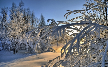 *** Winter *** - nature, forest, trees, snow, winter