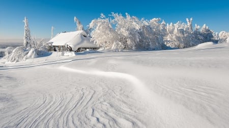 *** Winter *** - snow, trees, winter, nature