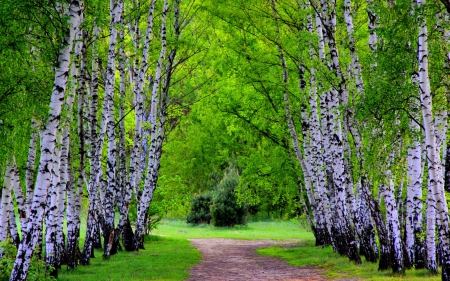 Peaceful place - path, harmony, forest, tree