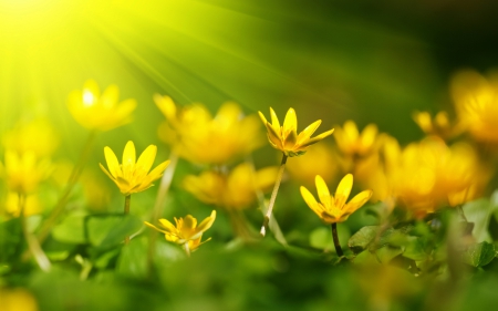 Yellow flowers - nature, green, field, flower