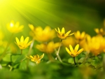 Yellow flowers