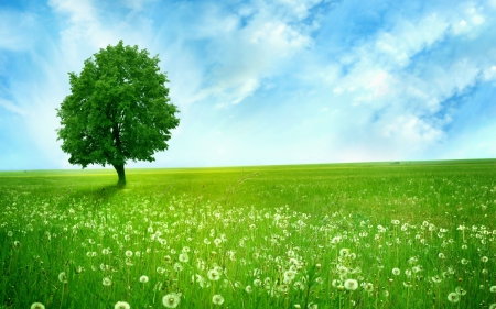 Lonely tree - nature, green, tree, field, grass