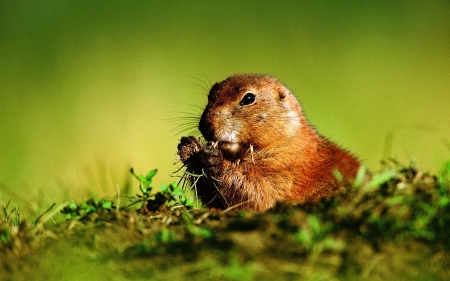 Cute rodent - cute, rodent, animal, nature