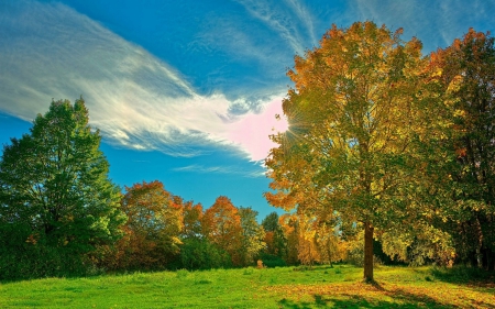 Forest - nature, forest, landscape, tree, grass