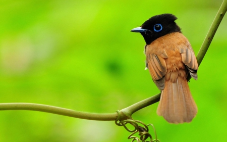 Cute bird - forest, animal, nature, bird