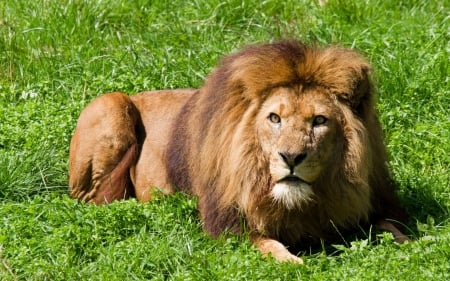 Lion - animal, wild, male, lion, grass