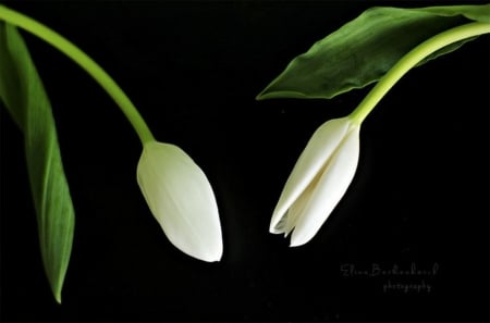 White Tulips - macro, flowers, white tulips, nature