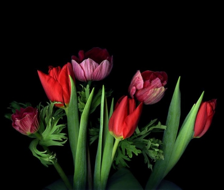 Tulips - flowers, beautiful, tulips, macro