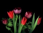 Tulips