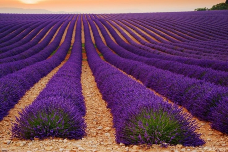 Lavander field - parfume, nature, beautiful, purple color, field, lavander