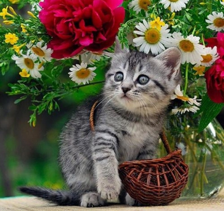 cute kitty - nature, cool, cats, photography, animals, flowers, cute