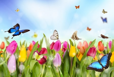 The colors of Spring - multicolor, butterflies, tulips, flowers, spring, drawing