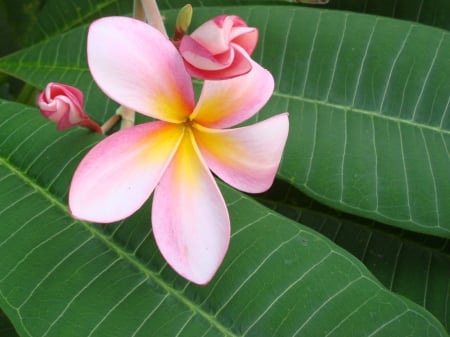 Pink Plumeria - pink plumerias, pink plumeria, nature, pink, pink flower, green, leaves, flowers, pink flowers, plumeria, flower