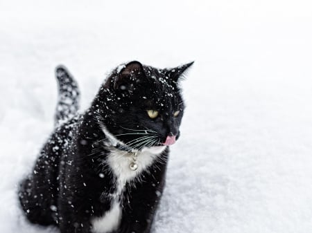 Cat - sleeping, beauty, cat face, hat, cat, animals, kitty, lovely, kitten, paws, face, pretty, cats, beautiful, sweet, cute