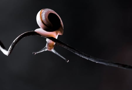 Snail - snails, nature, snail, close-up, lights