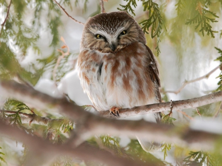 The look - bird, branch, animals, look