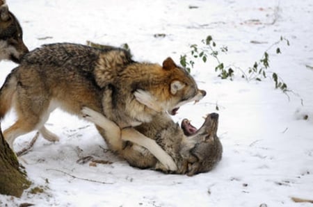 Wolves Fight - nature, ficht, Wolves, snow, animals