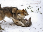 Wolves Fight