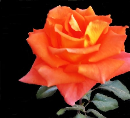 Rose for you - garden, orange, flower, rose