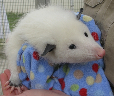 pet oppossum - white, ears, coat, black