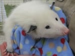 pet oppossum