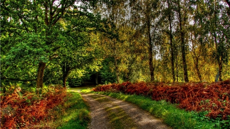 road through a forest at autumn hdr - autumn, forest, hdr, road, bushes