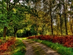 road through a forest at autumn hdr