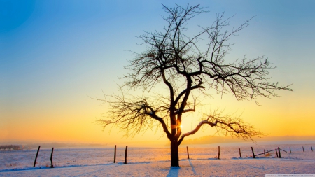 Winter wallpaper - landscape, sunlight, light, su, winter, field, wallpaper, sunset, hd, nature, dawn, snow, tree, sunrise, scene