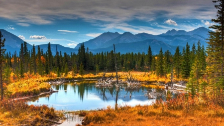 lovely forest pond in autumn - deadwood, pond, autumn, grass, forest, mountains