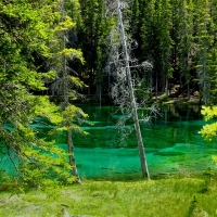 FOREST POND