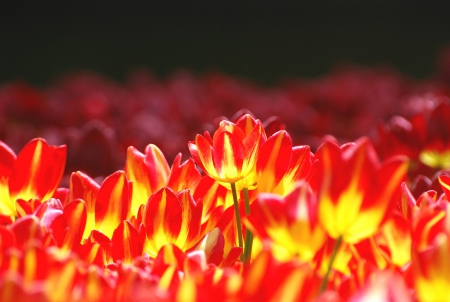 Tulips - yellow red, bright, flowerbed, tulips, flowers