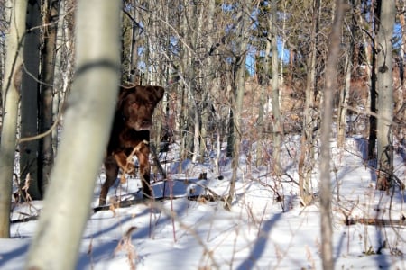 Behind the Tree - sunshine, forest, winer, snow, shadows