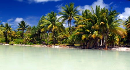 Beautiful Lagoon, Marakei Islands - beach, paradise, water, green, palms, kiribati