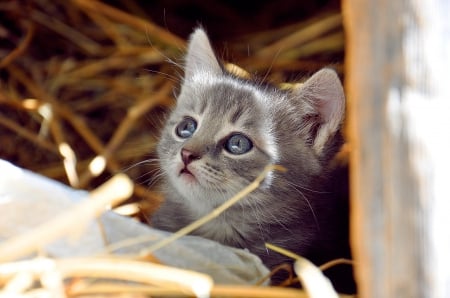 Cat - hat, pretty, cat face, beautiful, beauty, lovely, paws, sweet, cat, kitten, cute, cats, face, sleeping, animals, kitty