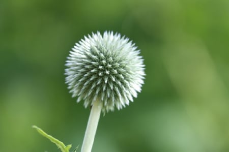 Dandelions - nature, green, flower, dandelion