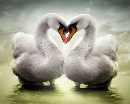 LOVE - white, water, heart, swan, love