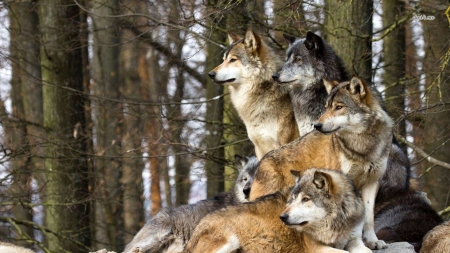 Wolf - animal, forest, lone, Wolf